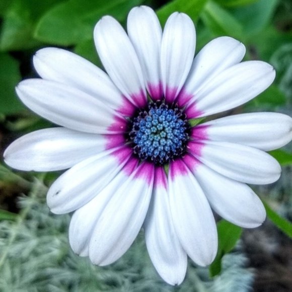 Other - 🌼Daisies🌼
